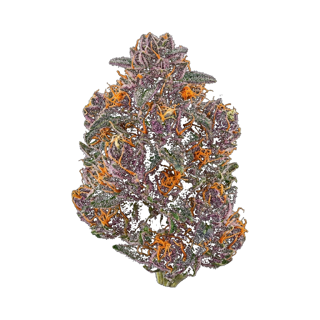 Purple Fire